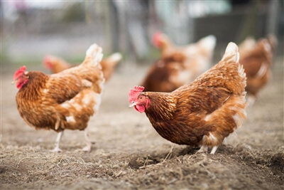Reading egg labels: hens Reading egg labels: hens