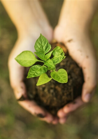 corporate sustainability - plant corporate sustainability - plant